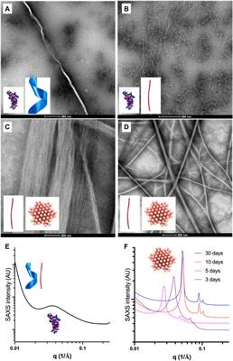 Rational design of potent ultrashort antimicrobial peptides with programmable assembly into nanostructured hydrogels